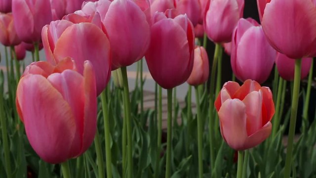 Scarlet tulips close-up tulips growing in the flowerbed in city