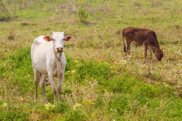 Obraz na płótnie Canvas cows in a field in Thailand