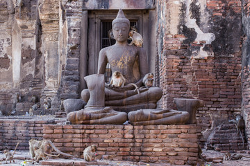 monkeys in the ancient temple in Lopburi city,Thailand