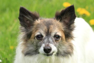 chihuahua in the grass