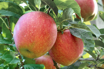 Rote Äpfel am Baum - Red apples on the tree, Apple tree