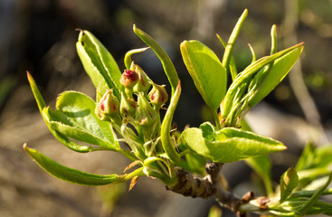 Blooming pear branch