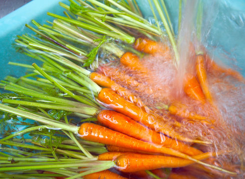 Baby carrots wash in water