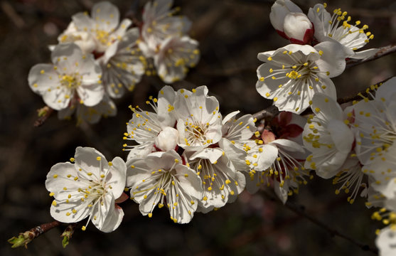 Apricot twig with flowers