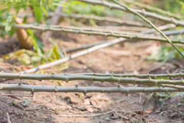 cassava