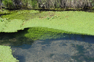 Wasserlauf in der Rheinaue bei Eggenstein