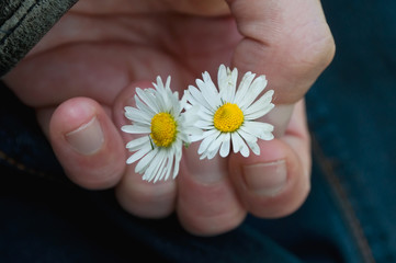 concept romantisme avec une paquerette