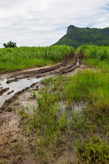 Fototapeta na wymiar Soil is wet track tires. Natural backdrop