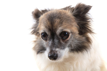 head of sweet chihuahua