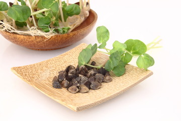  蕎麦スプラウト　種