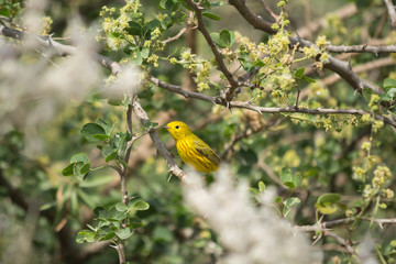 El pájaro amarillo está sobre las ramas y entre las hojas y flores.