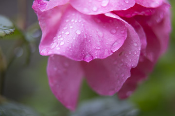 rain water drops on a pink rose, flower background