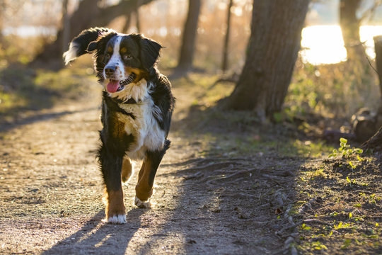 Bernese Mountain Dog