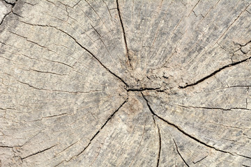 Background pattern of cracked stump.