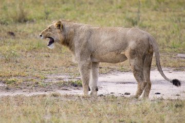 Young lion male yawn while lying down and rest