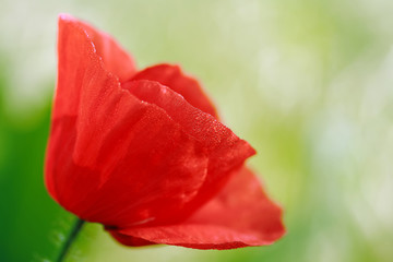 Obraz premium morning dew poppy