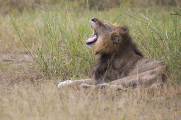 Injured old lion male lying in the grass and lick his wounds