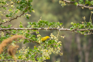 El pájaro amarillo está entre ramas para picar el fruto.