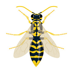 Wasp vector illustration isolated on white background