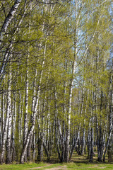 Fototapeta premium Spring landscape