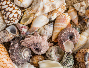 Seashell background, lots of different seashells piled together.