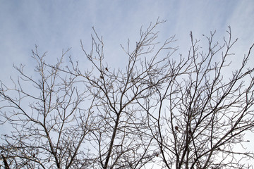 Fototapeta na wymiar bare branches of a tree against the morning sky