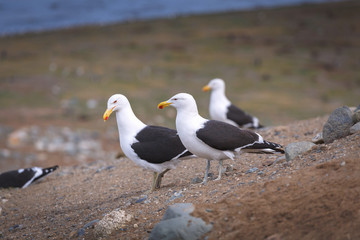 Albatross in natural environment on Magdalena island in Patagoni