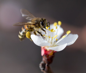 bee on a flower in the nature. macro