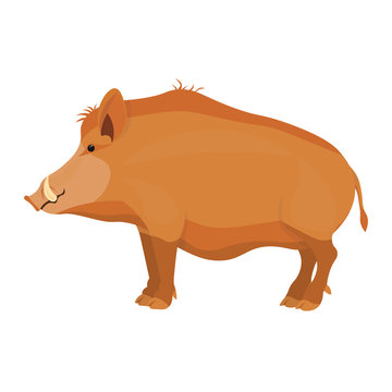 Wild boar vector illustration isolated on white background