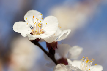 flowers on the tree against the blue sky