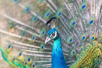 peacock showing beautiful plumage in breading season