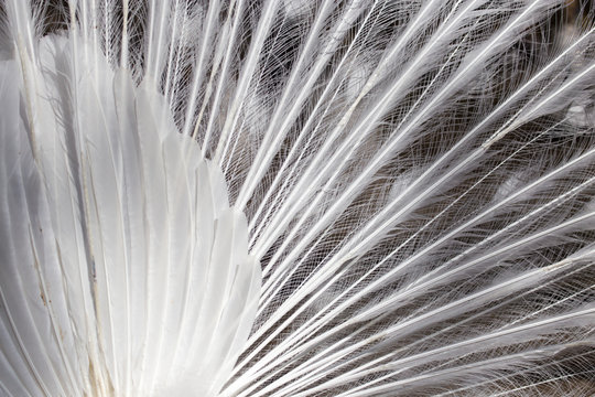 Fototapeta white peacock feathers as a background