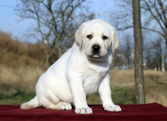 nice yellow labrador puppy on red