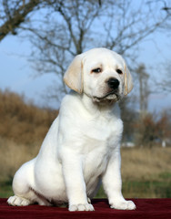 nice yellow labrador puppy on red close up