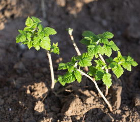 young raspberry leaves in nature