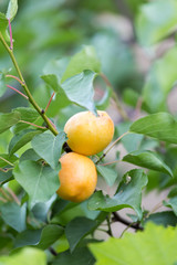 ripe apricots on a tree branch