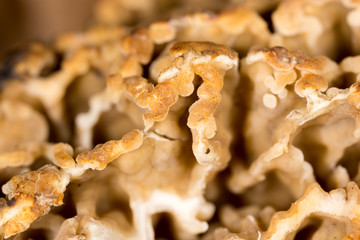 morel mushroom as a background. macro