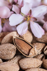 Almonds and flower tree macro, closeup