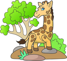 жираф
