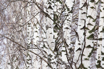 birch tree trunk in a forest in nature