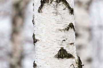 birch tree trunk in a forest in nature