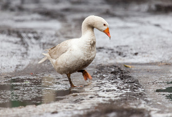 geese in the winter nature