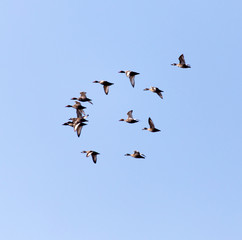 flock of birds in the sky