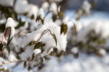 Snow on the leaves on the bush