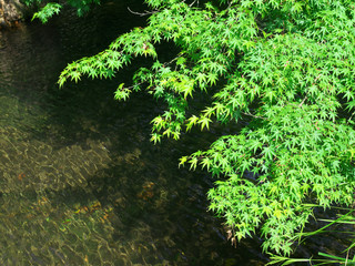 綺麗な泉に彩る新緑の紅葉