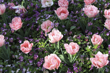 Pink tulips on the flowerbed among Pink tulips on the flowerbed