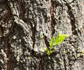 sprout on tree bark
