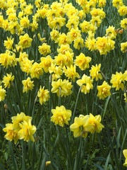 Fototapeta premium Bouquet of narcissuses