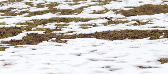 snow on the ground in nature