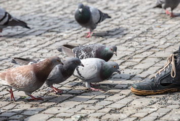 Obraz premium Füttern von Tauben auf einem öffentlichen Platz